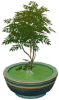 Pot Tanaman: Pohon Pinus Kecil