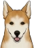 柴犬 Icon