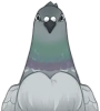 회색깃 비둘기