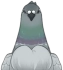 Graywing Pigeon Icon