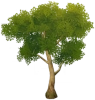 Yellow Sandbearer Tree