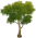 황엽 각사나무