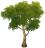 Yellow Sandbearer Tree Icon