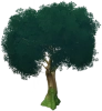키 큰 췌화나무