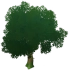 어린 췌화나무 Icon