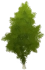 갓 자란 자작나무 Icon