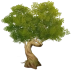 Green Knotwood Tree Icon