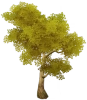 Árbol espada de hojas amarillas