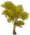 Árvore Osso de Espada de Folhas Âmbar