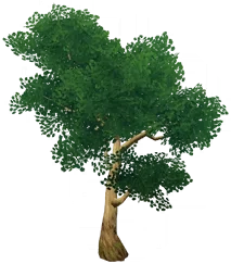 Green Irontrunk Tree