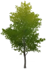 Árvore de Fogueira