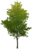 Árbol de la calidez Icon