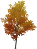Árbol del tesoro de hojas doradas