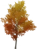 Golden Pearlroot Tree Icon