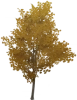 Gelber Perlenbaum