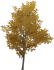 黄葉の珍枝の木 Icon