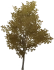 Увядшее жемчужное дерево Icon