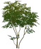 Пышное дымчатое дерево Icon