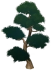Pinus Teh Terburu-Buru Icon