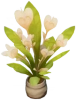 Hibiscus étoilé « Orange d'automne »