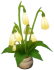 Peronia fosforescente Icon
