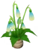 Peronia cappelloverde Icon