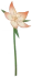 Orelha de Raposa Icon