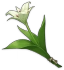セシリアの花 Icon