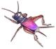 蟋蟀（紫） Icon