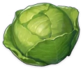 A Plump Cabbage