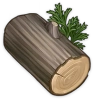 ไม้ Cypress