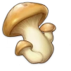 新鮮的蘑菇