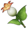 Hoa Calla Lily Vừa Hái