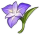 Fleur du Gardien