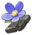 Tiny Miracle's Flower Icon