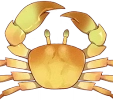 Crabe doré