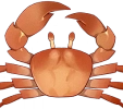 Crabe du soleil