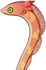 赤鰭陸鰻鰻