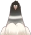 Schwarze Taube