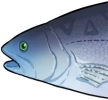蓝鳍鲈鱼