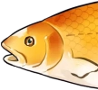 黄金鲈鱼